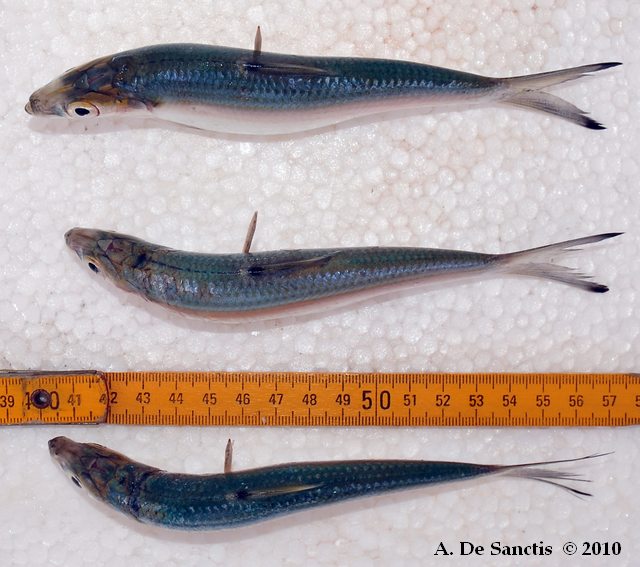 Sardinella maderensis (Lowe, 1838)